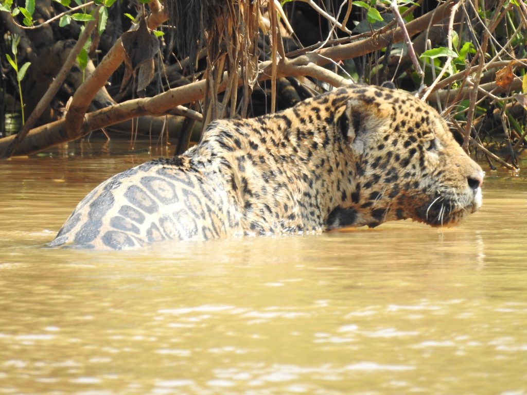 Pantanal tour - Jaguar tour