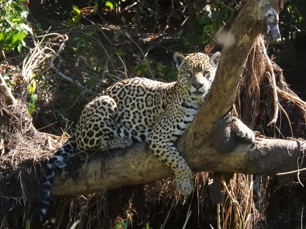 south american jaguar