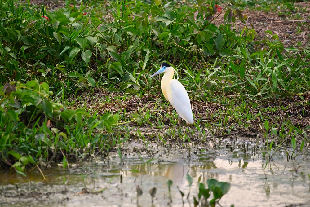 Pantanal tour