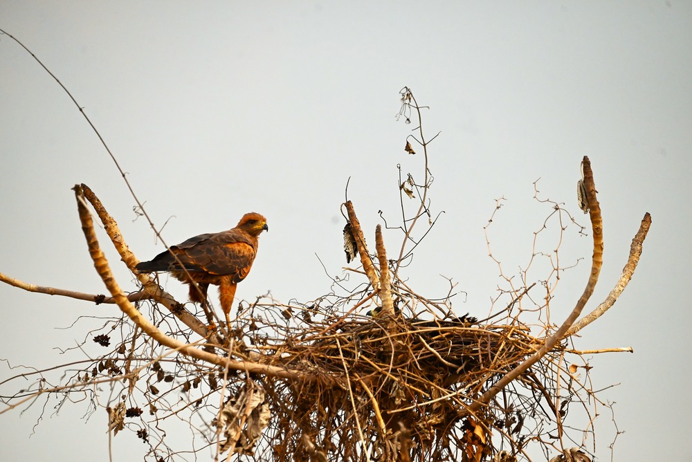 Birdwatching