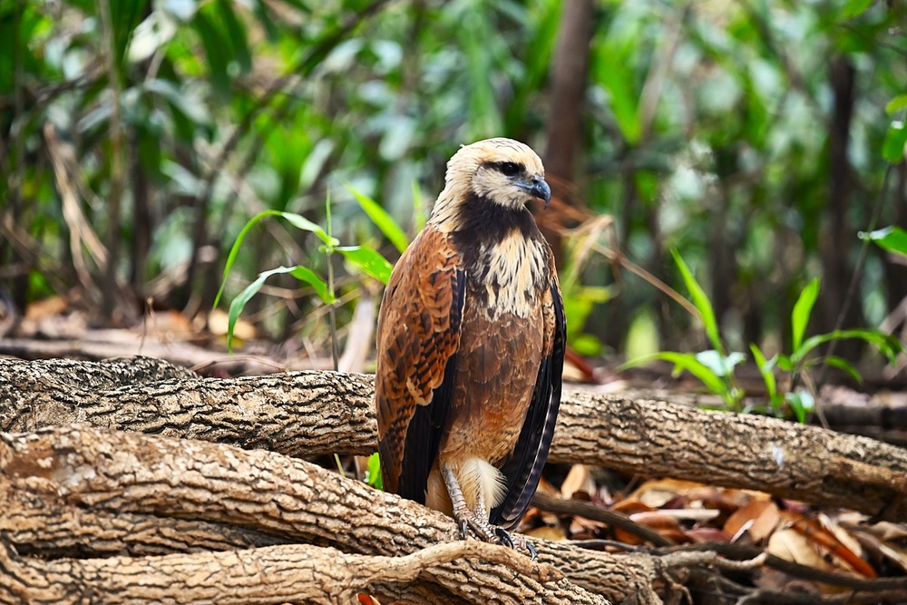 Pantanal tour