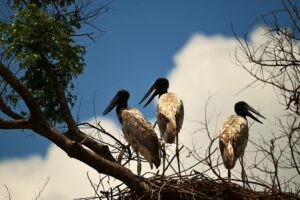 Pantanal tour