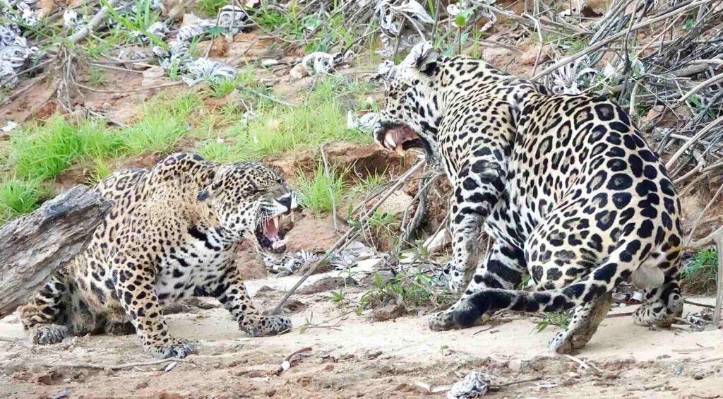 Jaguar observation