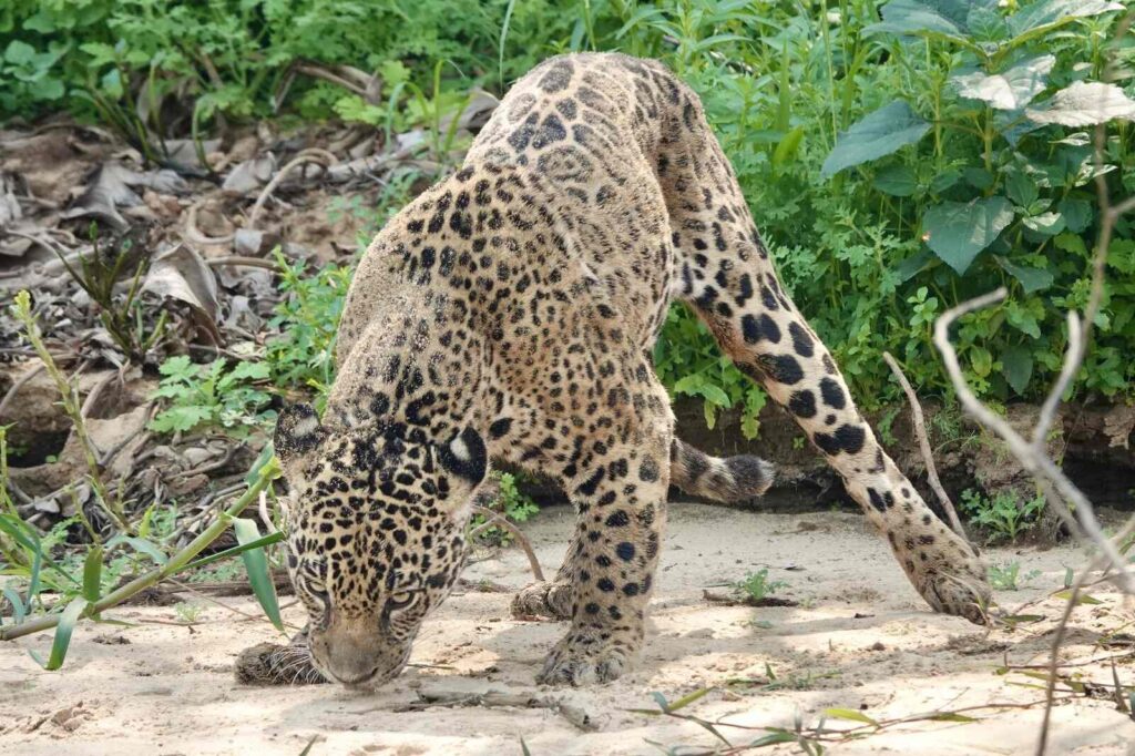 jaguar observation