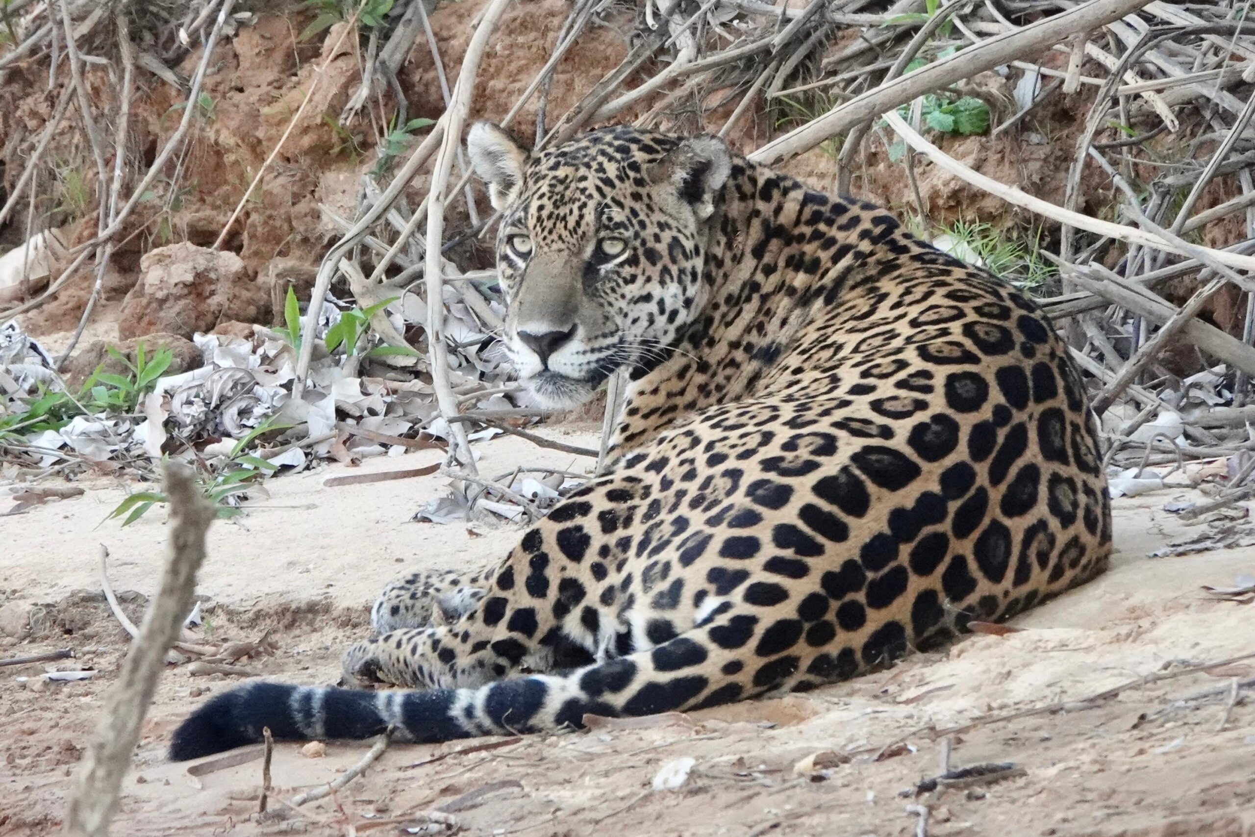 Jaguar Photography Tours 