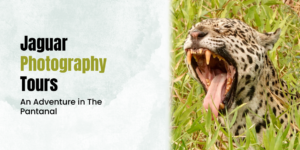 Pantanal Photography Tours